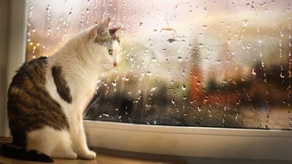 Katt sitter vid ett fönster med regn på utsidan