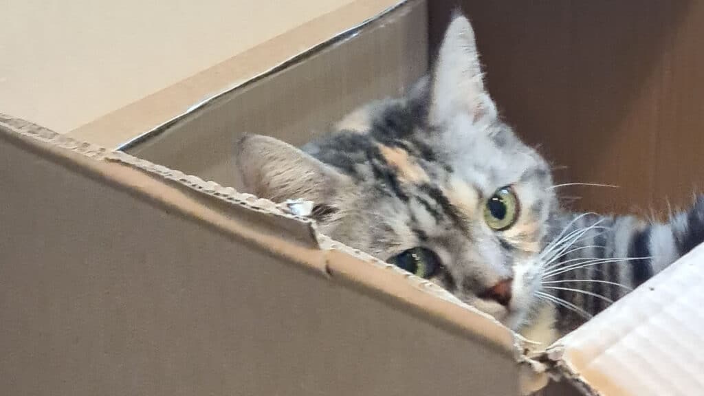 Katten Piffi i en kartong