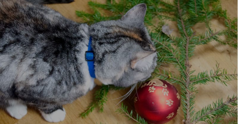 Katten Piffi undersöker julgranen
