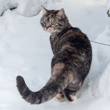 Katten Piffi går i snön