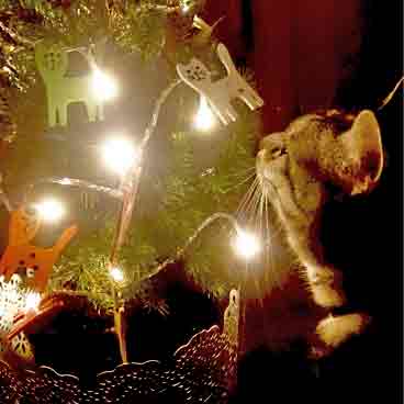 Katt studerar lysande julgran