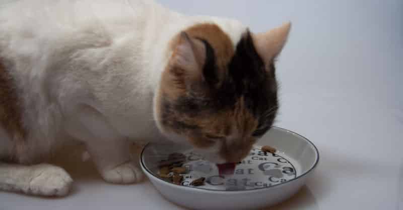 Katten Stina äter mat