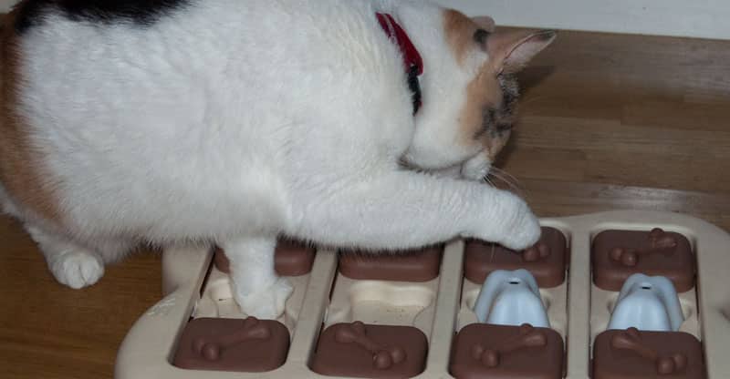 Katten Stina letar mat i aktivitetsspel