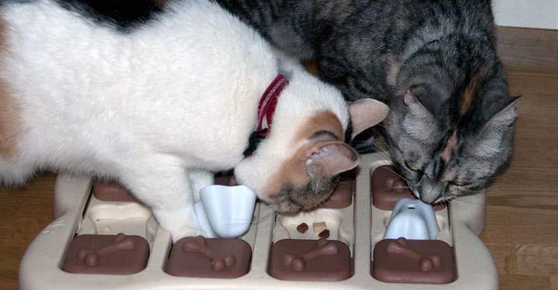 Katter letar godis i aktiveringsspelet Dog brick
