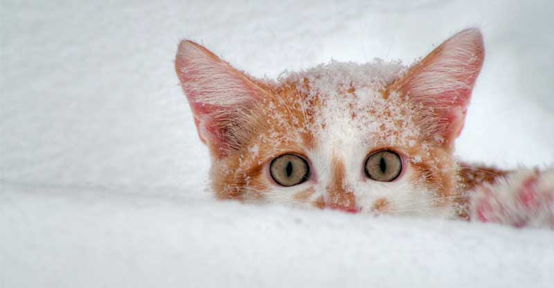 Kattunge som gömmer sig i snön