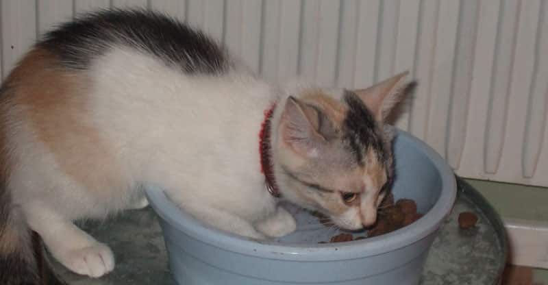 Kattungen Stina äter ur hundmatskål