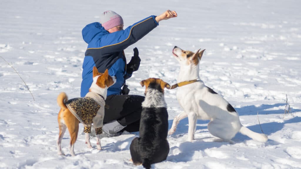 kvinna-aktiverar-hundar-utomhus Kvinna aktiverar sina hundar ute i snön