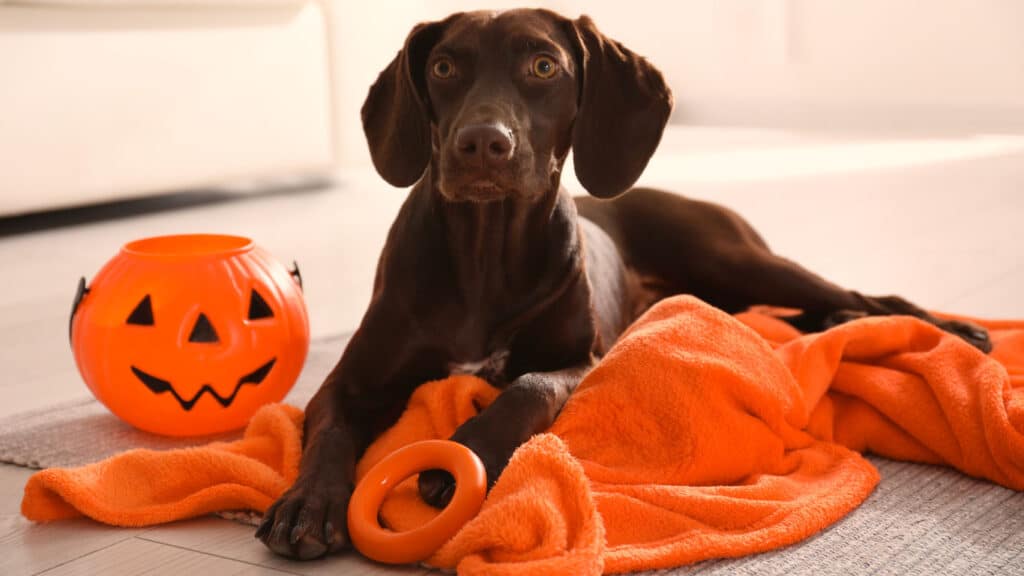 Hund på halloween