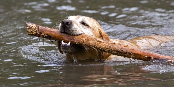 Simmande Labrador med pinne i mun
