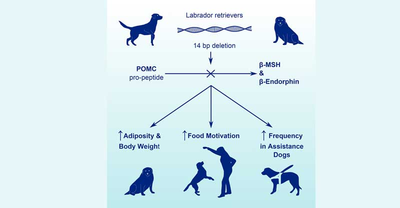 Genmutation hos Labrador retriever