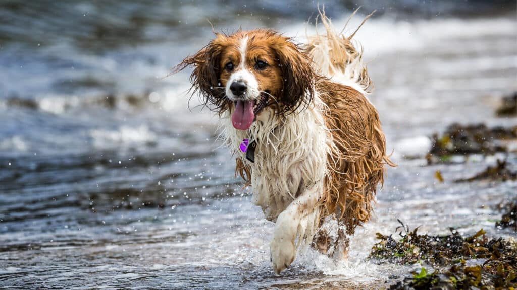 lerig-hund-springer-i-vattnet En lerig hund springer i vattenbrynet