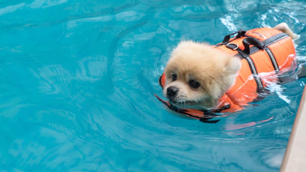 En liten hund som badar i poolen