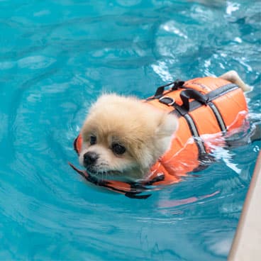 Liten hund badar i pool