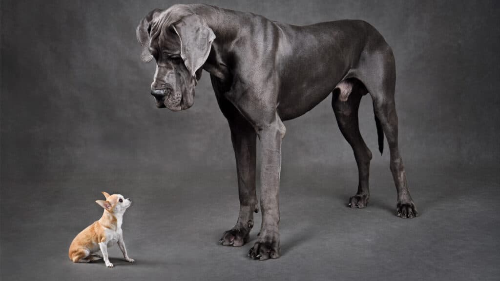 Liten chihuahua och stor grand danois
