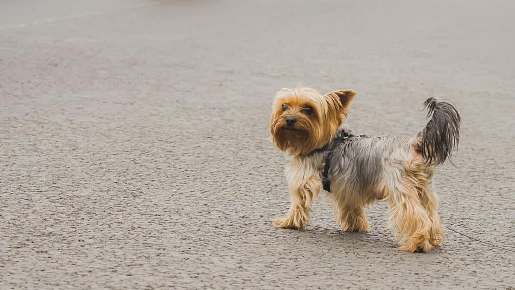 liten-yorkshire-terrier Yorkshire terrier