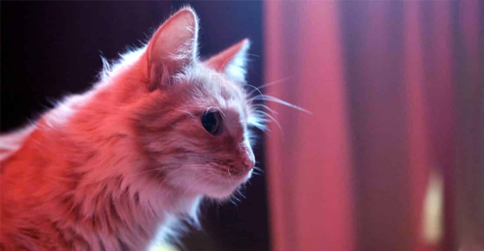 Varför Jamar Katten Hela Tiden
