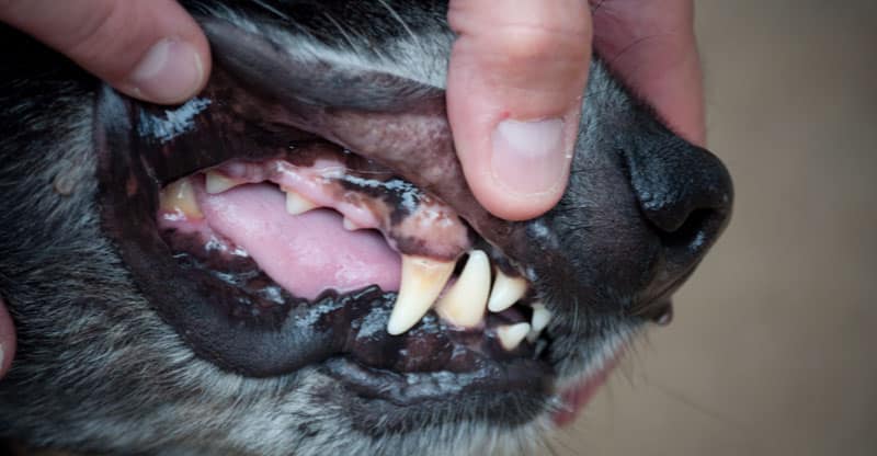 Tänderna i en hundmun