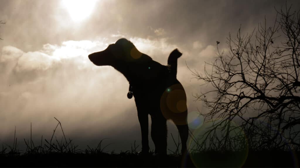 Siluett av en hund mot mörk himmel
