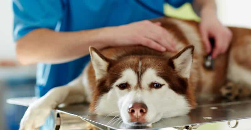 Veterinären lyssnar på en hunds hjärta