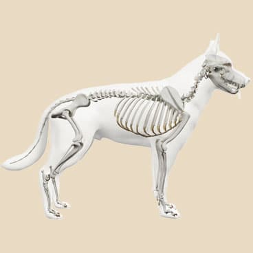 Skelettet på en hund