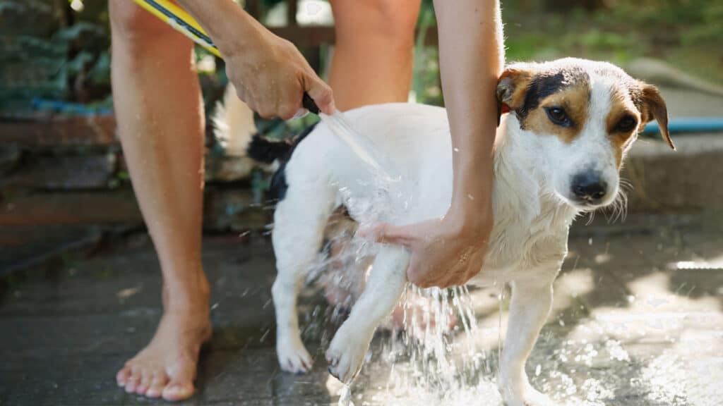 Person spolar av hunden med en vattenslang