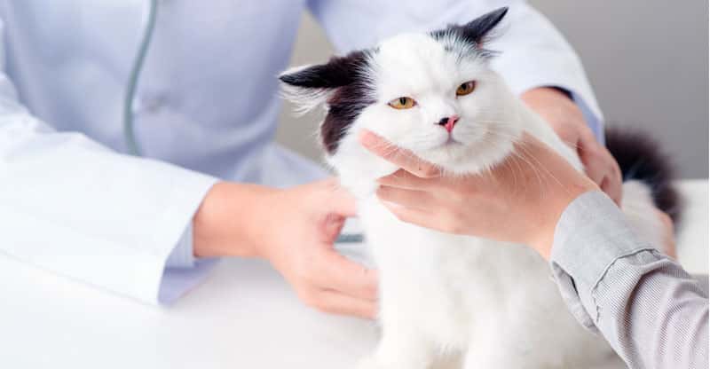 Stressad katt hos veterinären