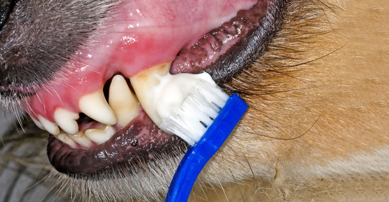 Borsta tänderna på hunden
