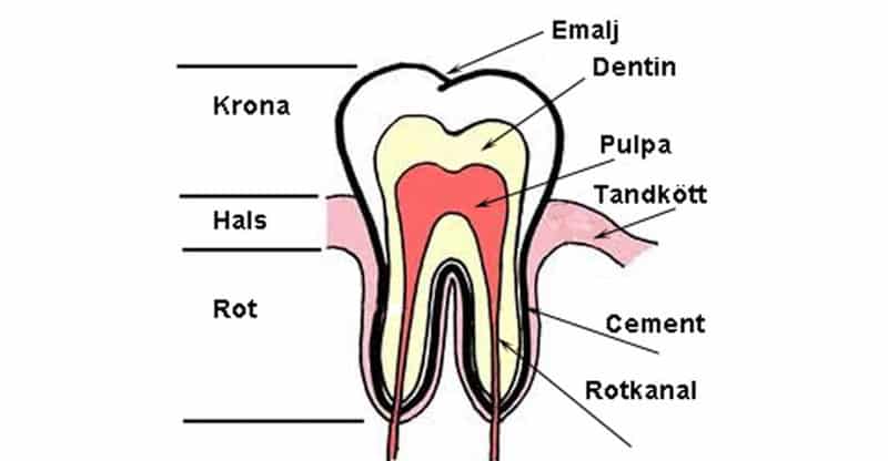 Tandens uppbyggnad i genomskärning