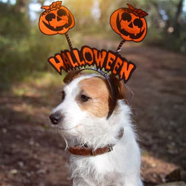 Terrier utklädd för Halloween