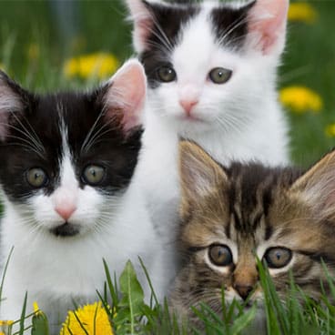 Tre små kattungar i gräset