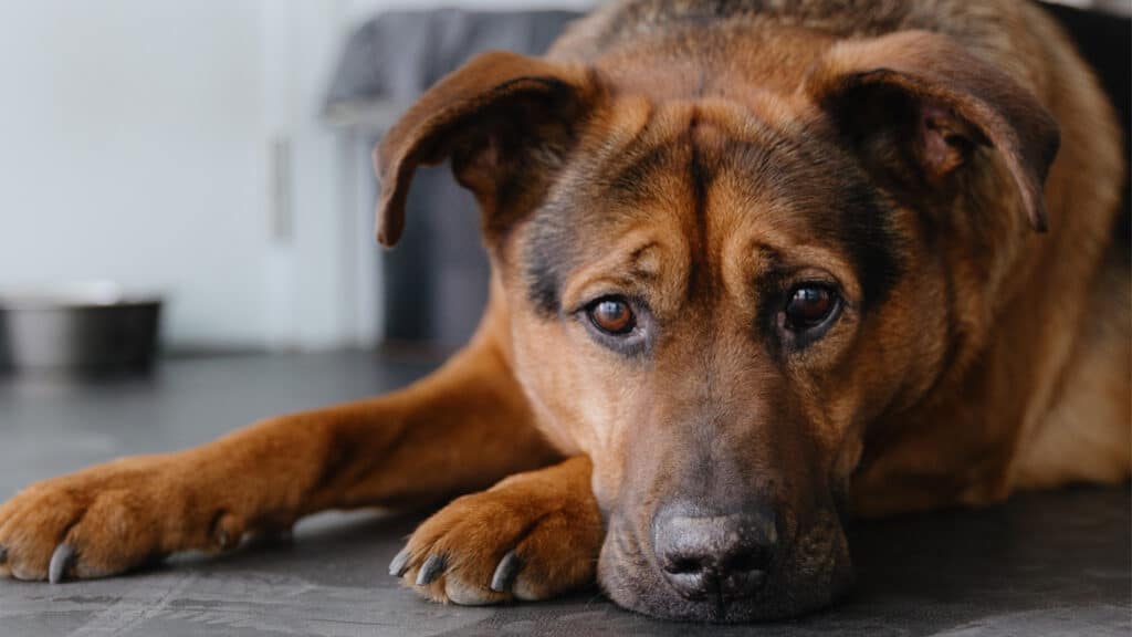 trott-hund-ligger-pa-golvet Trött hund ligger på golvet