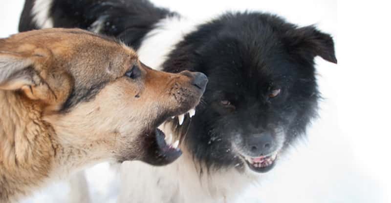 Hundmöte med två ilskna hundar