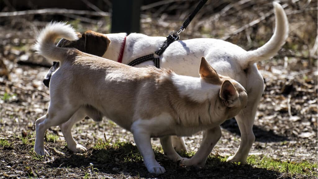 Två hundar som luktar varandra i baken