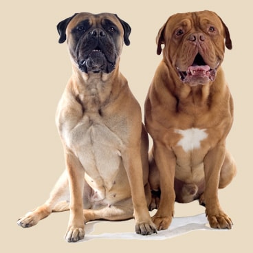 En hanhund och en tik sitter bredvid varandra