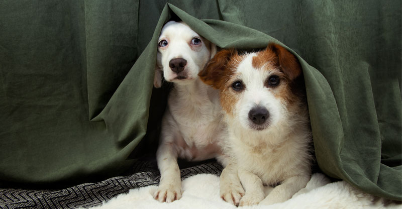 Två rädda hundar gömmer sig under en gardin