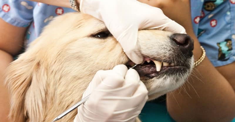 Veterinär tar bort plack från hundens tänder