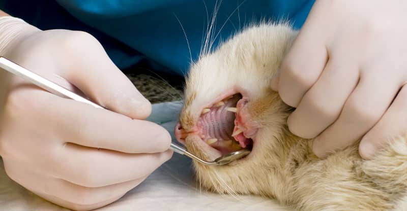 Veterinär undersöker en katts tänder