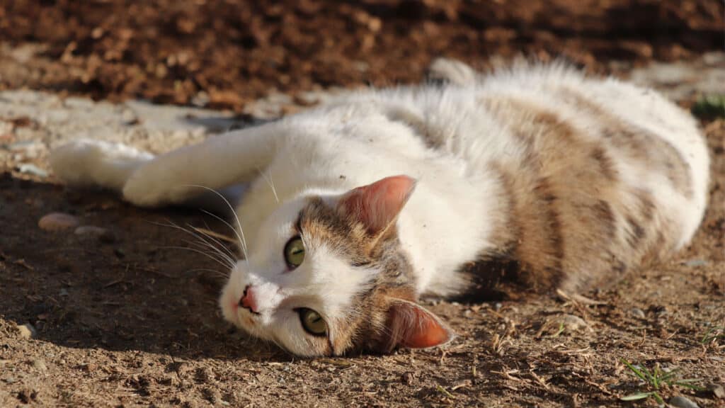 Vit katt rullar på rygg